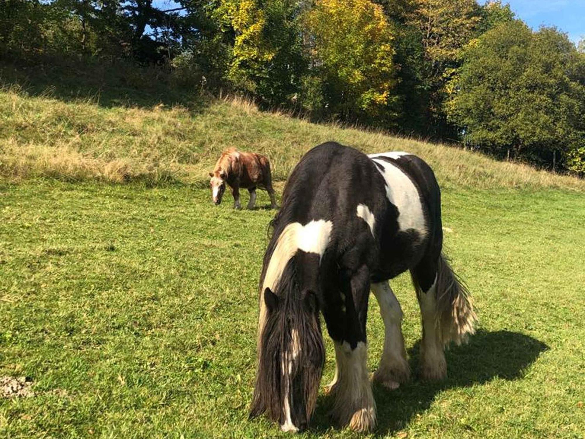 Ferienwohnungen Familie Schauerte Schmallenberg Esterno foto
